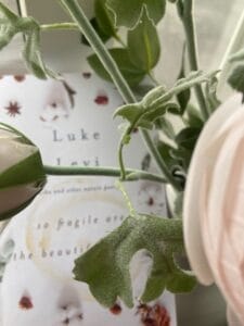 Official book cover for "So Fragile Are The Beautiful Things" by Luke Levi which sees an arrangement of autumn leaves, acorns, and cotton surrounding text reading "Luke Levi, haiku and other nature poetry, so fragile are the beautiful things" on a white background. The tone is delicate and serene. In the foreground, covering some of the book cover is a soft pink rose with close-ups of its stem and leaves.